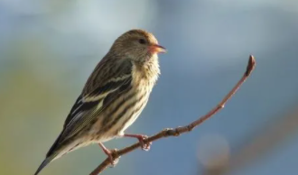 单字鸟类名称（单字鸟类名称总结）