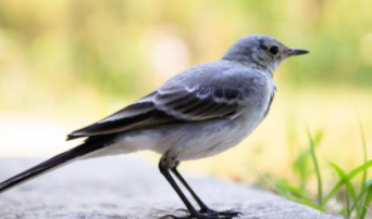 带有隹字的鸟类名称（带隹的字有哪些字与鸟有关）