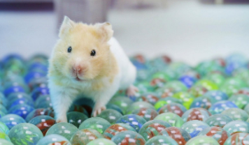 仓鼠的智商有多高（仓鼠听懂主人叫它吗）