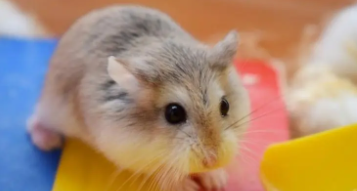 仓鼠饲养注意事项（仓鼠饲养注意事项大全）