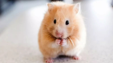 仓鼠咬了小孩手指要打针吗（仓鼠咬了手指要打针吗）