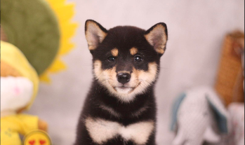 柴犬价格多少钱一只黑色（柴犬黑柴价格）