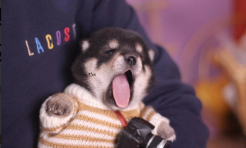 柴犬价格多少钱一只幼犬最便宜（柴犬价格多少钱一只纯的）