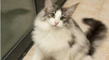 挪威森林猫为什么不能养（挪威森林猫为什么不能养）