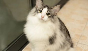 挪威森林猫多少钱一只正常价（挪威森林猫多少钱一只2020）