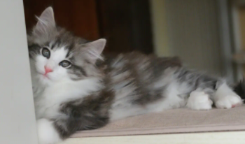 挪威森林猫的优缺点（挪威森林猫是什么品种）