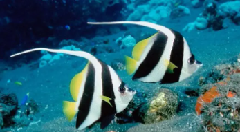 海洋鱼类名称介绍（海洋鱼类大全名称有什么）