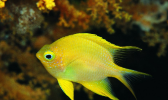 海洋鱼类有多少种（海鱼有哪些品种）