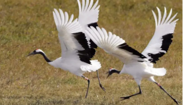 保护鸟类的句子有哪些（保护鸟类的句子有哪些二年级）