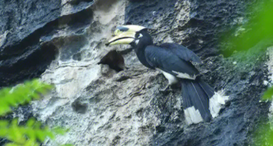 保护鸟类的语句简单（保护鸟类的句子简单四年级）