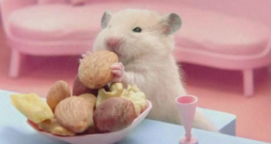 仓鼠恨主人有什么表现（仓鼠讨厌主人的征兆）