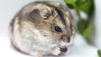 仓鼠进家的风水说法（养仓鼠招财还是破财）