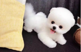 茶杯犬能活几天（茶杯犬图片恶心死人）