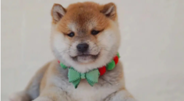 日本柴犬怎么样（日本柴犬图片价格）