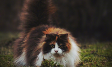 挪威森林猫和布偶猫的区别（挪威森林猫和布偶猫的区别）