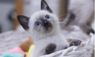 暹罗猫价格多少钱一只2023年（虎斑暹罗猫价格多少钱一只2023年）