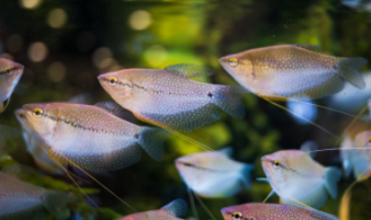 100种观赏鱼的名字（常见鱼类50种）