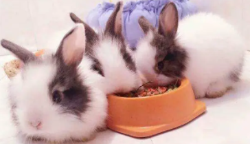 儿童养什么宠物干净（儿童养什么宠物干净兔子好）