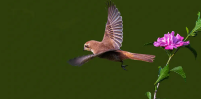 保护鸟类图片（保护鸟类方法有哪些）