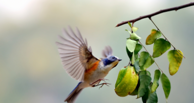 鸟类的呼吸器官是什么（鸟类的呼吸是什么呼吸）