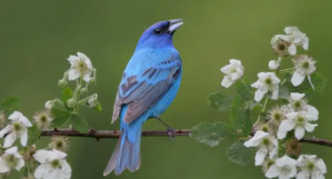 鸟类的呼吸器官包括气囊吗（鸟类的呼吸器官包括气囊吗为什么）