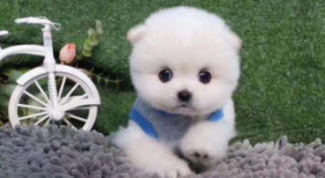 茶杯犬可以活多久?（茶杯犬可以活多久?什么动兔子和猫物不咬人）