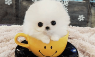 茶杯犬好养活吗?（正宗茶杯犬多少钱一只）