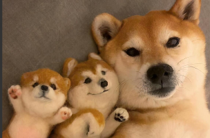 日本柴犬和中国柴犬的区别（日本柴犬和中国柴犬的区别是什么）