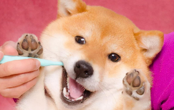 日本柴犬好养吗（日本柴犬缺点是什么）