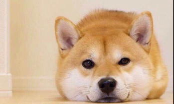 日本柴犬狗图片（日本柴犬简介）