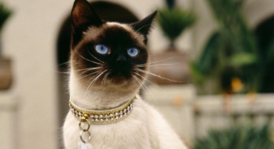 暹罗猫价格多少钱一只（暹罗猫价格多少钱一只2023年）