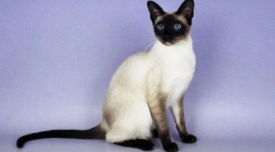 暹罗猫价格多少钱一只图片（暹罗猫猫价格）