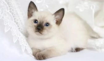 重点色暹罗猫价格（重点色暹罗多少钱一只）