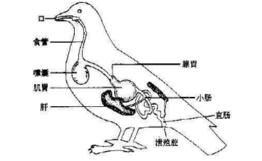 鸟类的呼吸器官是什么 辅助呼吸器官是什么（鸟类的呼吸器官是啥）