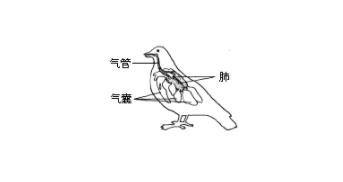 鸟类的呼吸器官是肺吗（鸟的呼吸作用旺盛除了肺这一器官外还有许多与肺相通的）