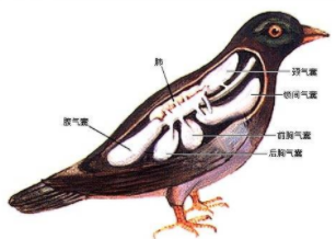 鸟类的呼吸器官包括（鸟类的呼吸器官包括气囊吗）