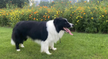 边牧犬多少钱一只幼崽（纯种边牧犬多少钱一只幼崽）