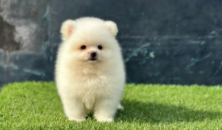 十大新手最好养的狗狗（十大新手最好养的狗狗,排名）