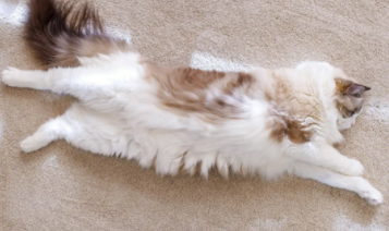 被猫抓了一下轻微破皮要打针吗没出血（被猫抓破了最薄的一层皮）