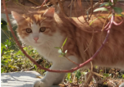被猫抓了一下轻微破皮要打针吗过了24小时（被猫抓了一下轻微破皮要打针吗过了24小时没出血）
