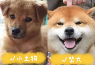 日本柴犬和中华田园犬有什么区别（日本柴犬和田园犬的区别）