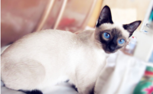 泰国暹罗猫价格（泰国暹罗猫价格多少钱一只）