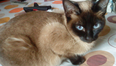 长毛暹罗猫价格（长毛暹罗幼猫）