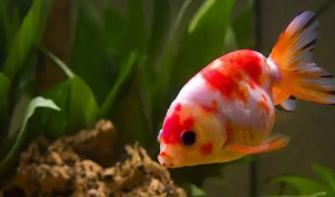 养什么鱼好养招财（养什么鱼比较招财）