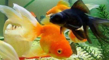 小观赏鱼图片大全以及鱼名字（观赏小鱼有什么特点）