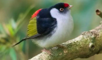 鸟类呼吸器官的结构和呼吸方式（鸟类呼吸系统结构图）