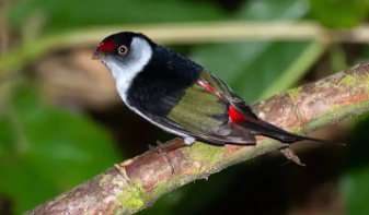 鸟类的呼吸系统的特征（鸟类呼吸的主要特点）