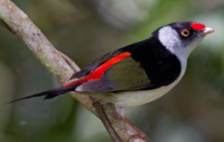 鸟类的呼吸系统由什么组成（鸟类的呼吸系统经过周期）