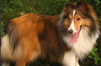 狗狗品种及名字（狗品种大全100种）