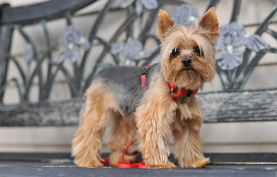 狗狗品种大全名字（72种名犬小型犬）